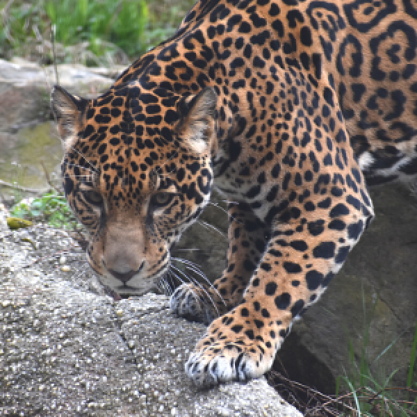 Jaguar