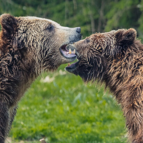 bears