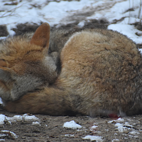 sleepy wolf