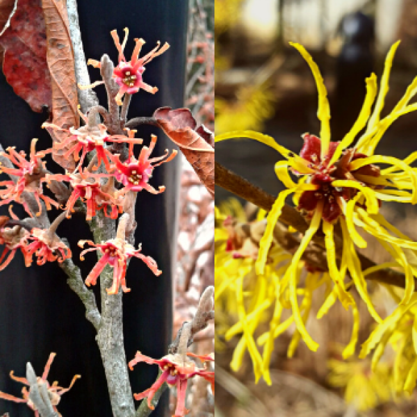 witchhazel