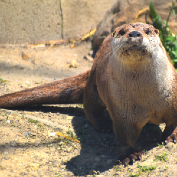 Otter