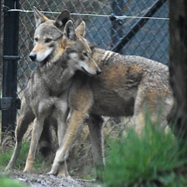 Red Wolves