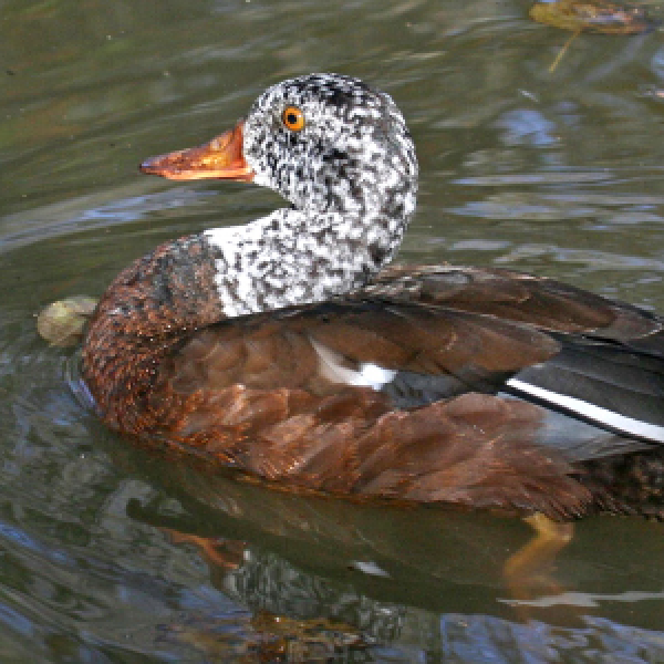duck