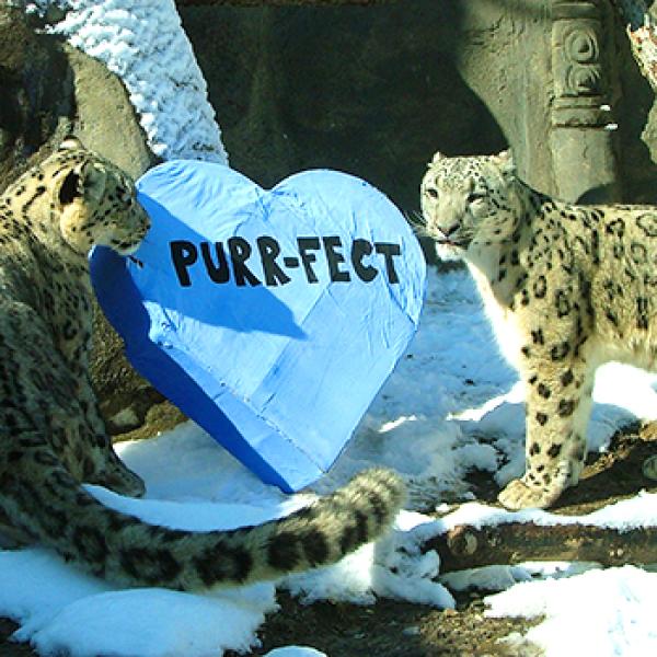 snow leopards