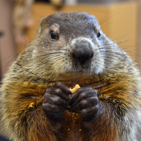 Groundhog at Akron Zoo