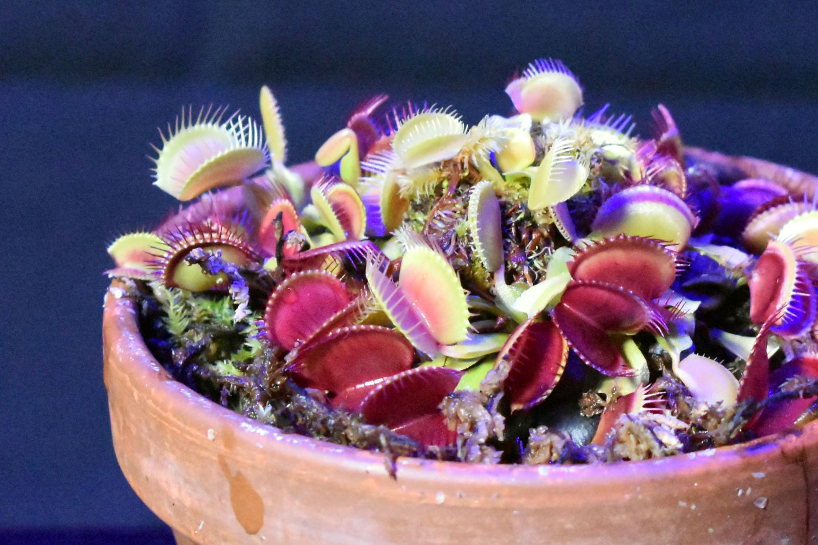 https://www.akronzoo.org/sites/default/files/styles/uncropped_xl/public/15a-Venus%20flytrap.jpg?itok=W1DGBcTg