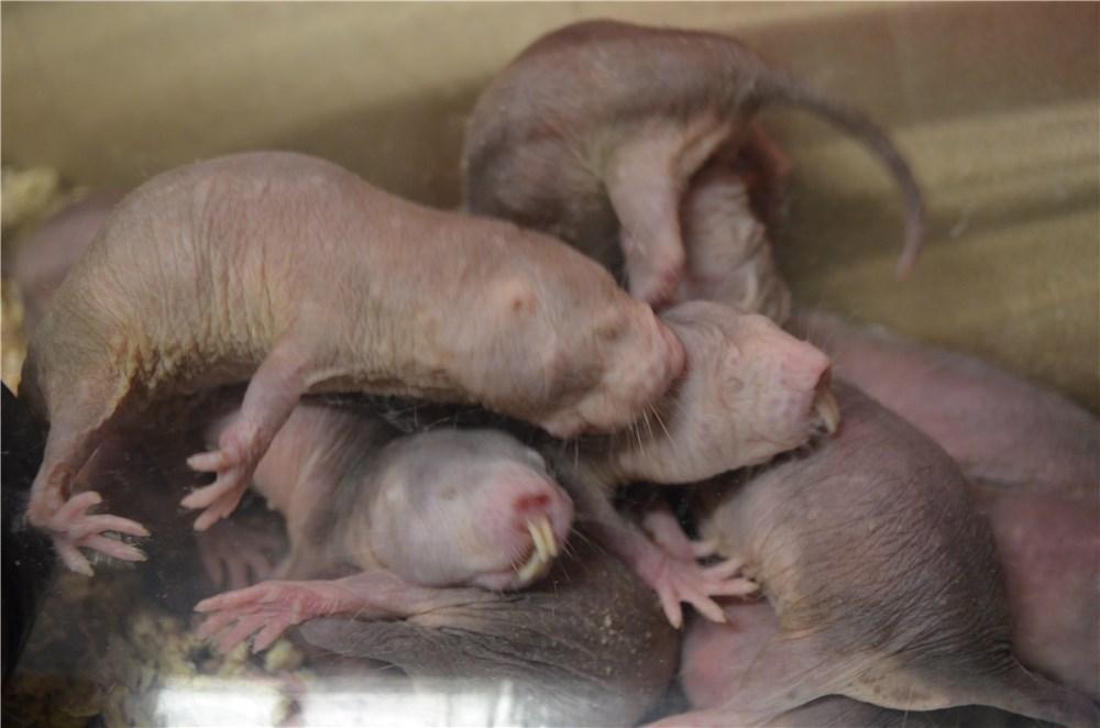 Naked Mole-Rat | Akron Zoo Naked Mole-Rat | Akron Zoo
