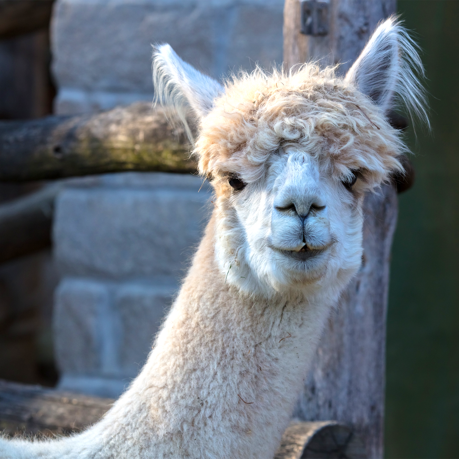 Alpaca | Akron Zoo Alpaca | Akron Zoo