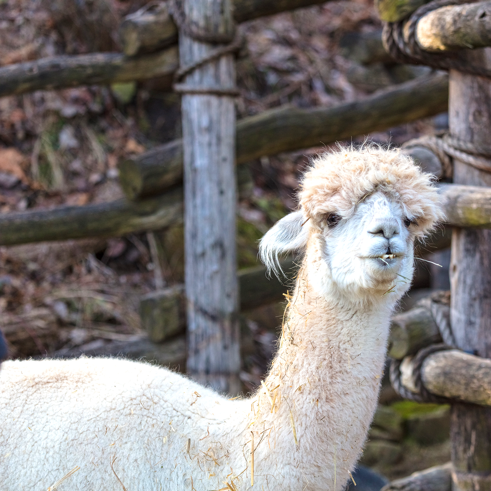Alpaca | Akron Zoo Alpaca | Akron Zoo