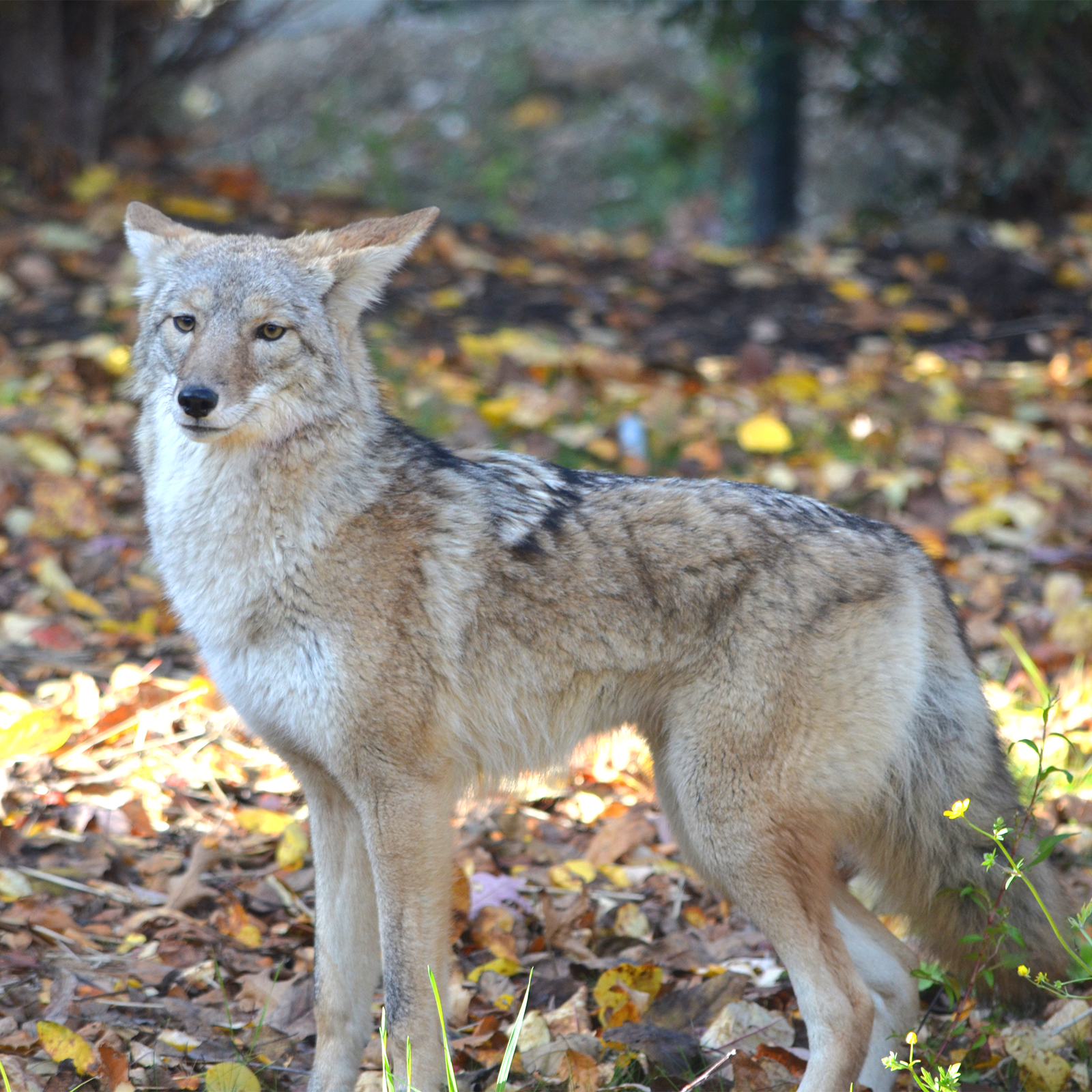 Coyote