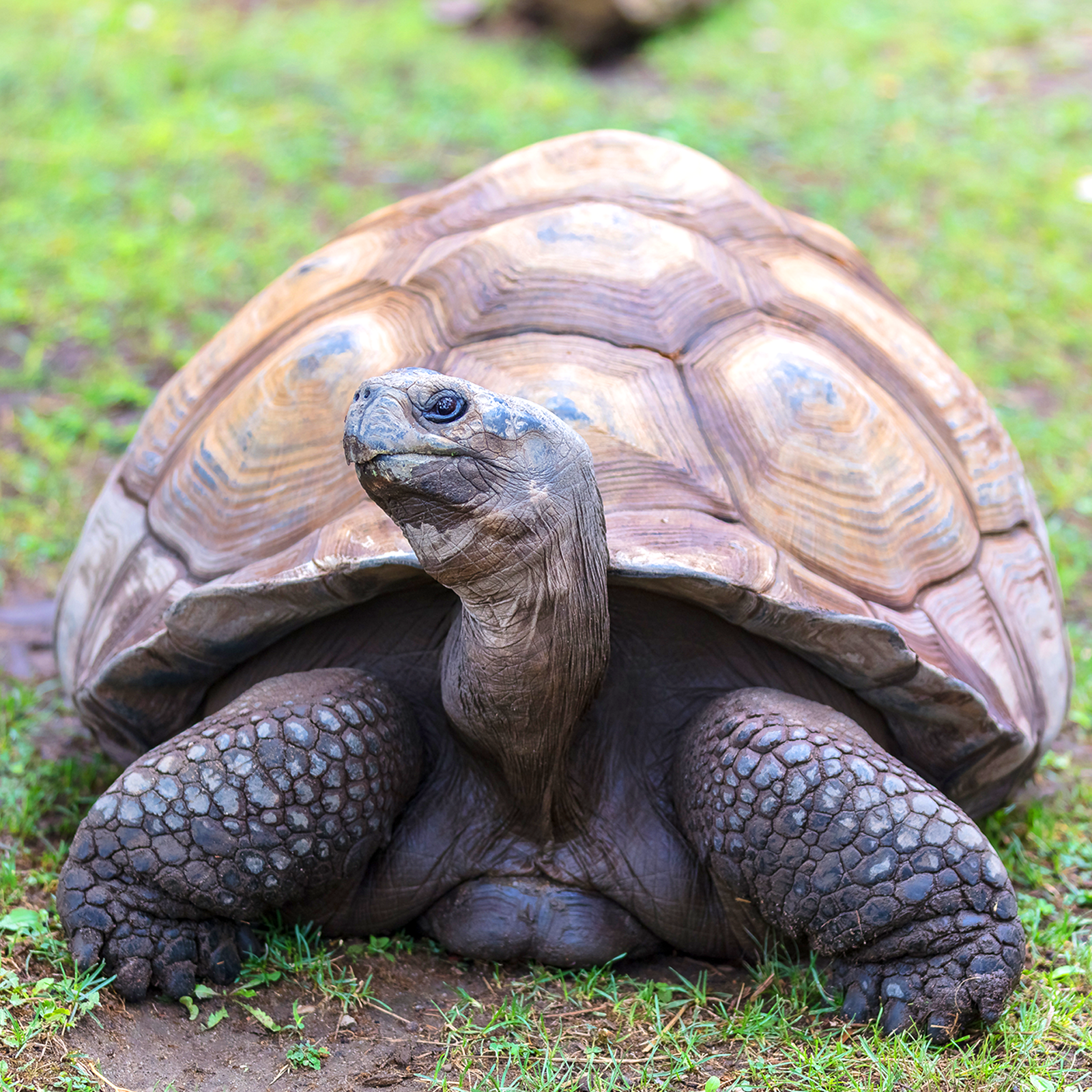 Galapagos Tortoise | Akron Zoo