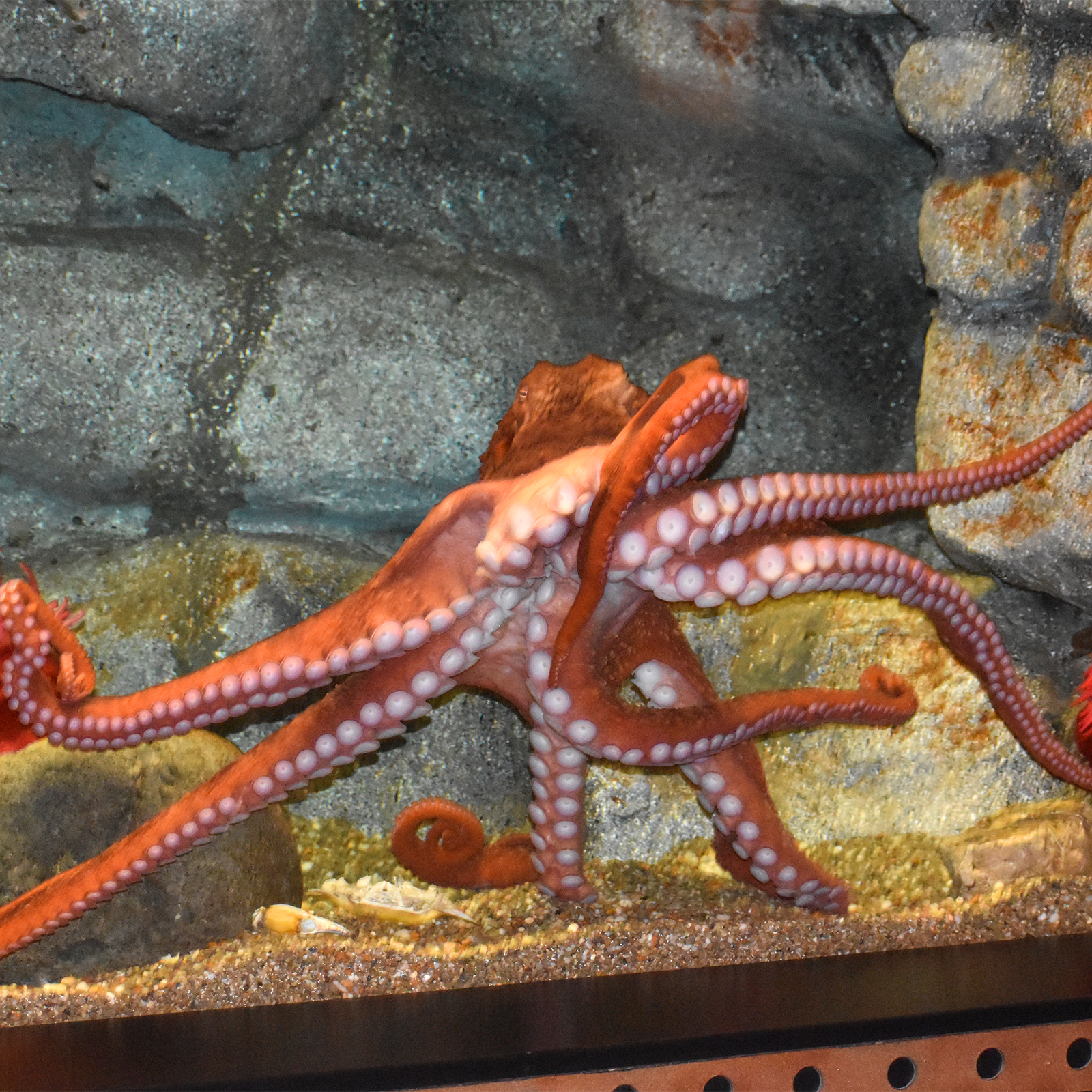 Giant Pacific Octopus | Akron Zoo