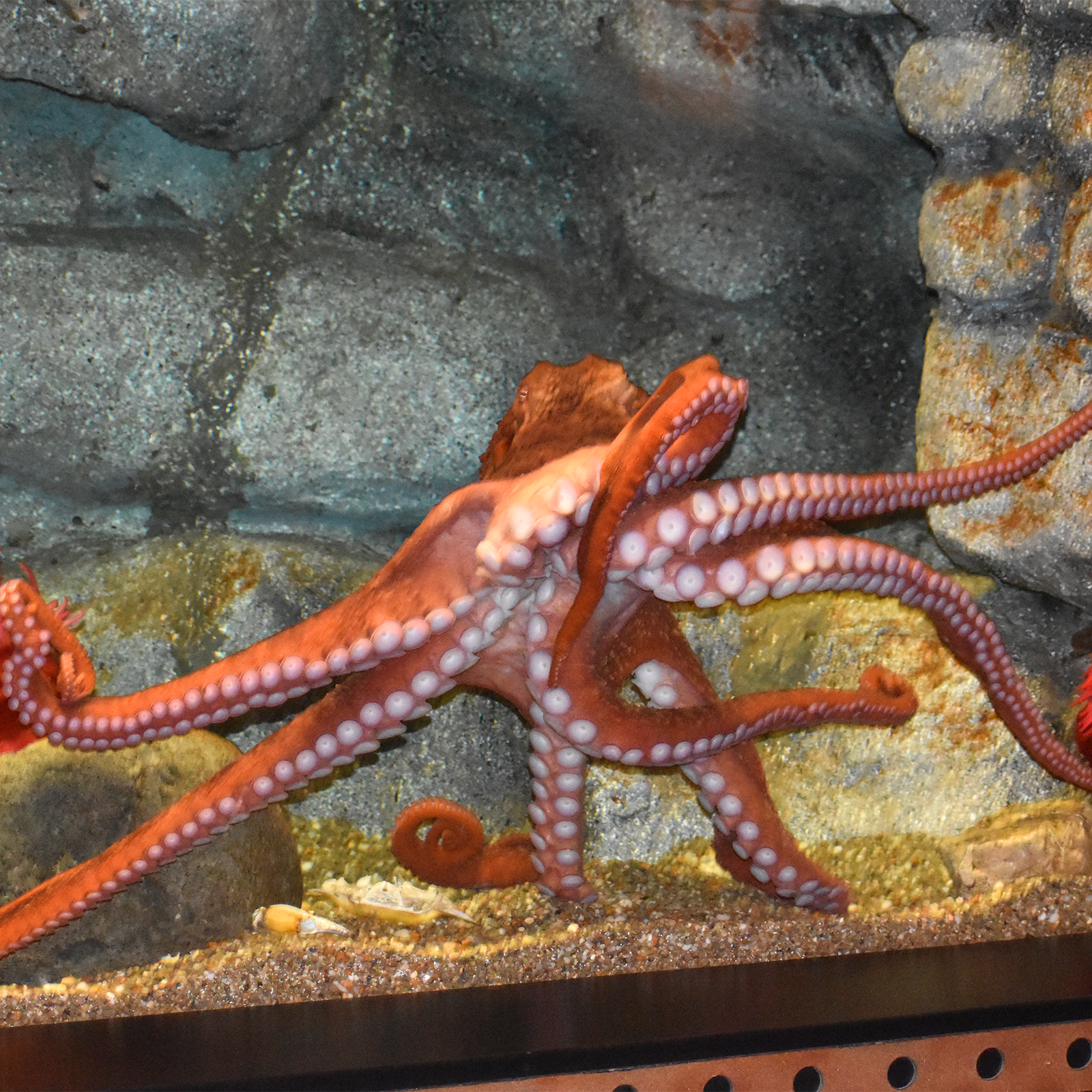 Giant Pacific Octopus | Akron Zoo Giant Pacific Octopus | Akron Zoo
