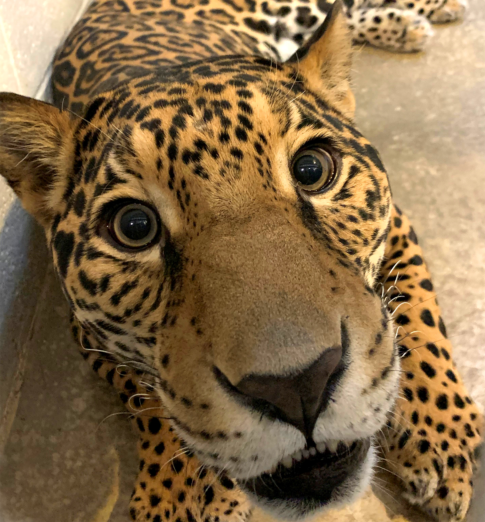 Jaguar  Akron Zoo