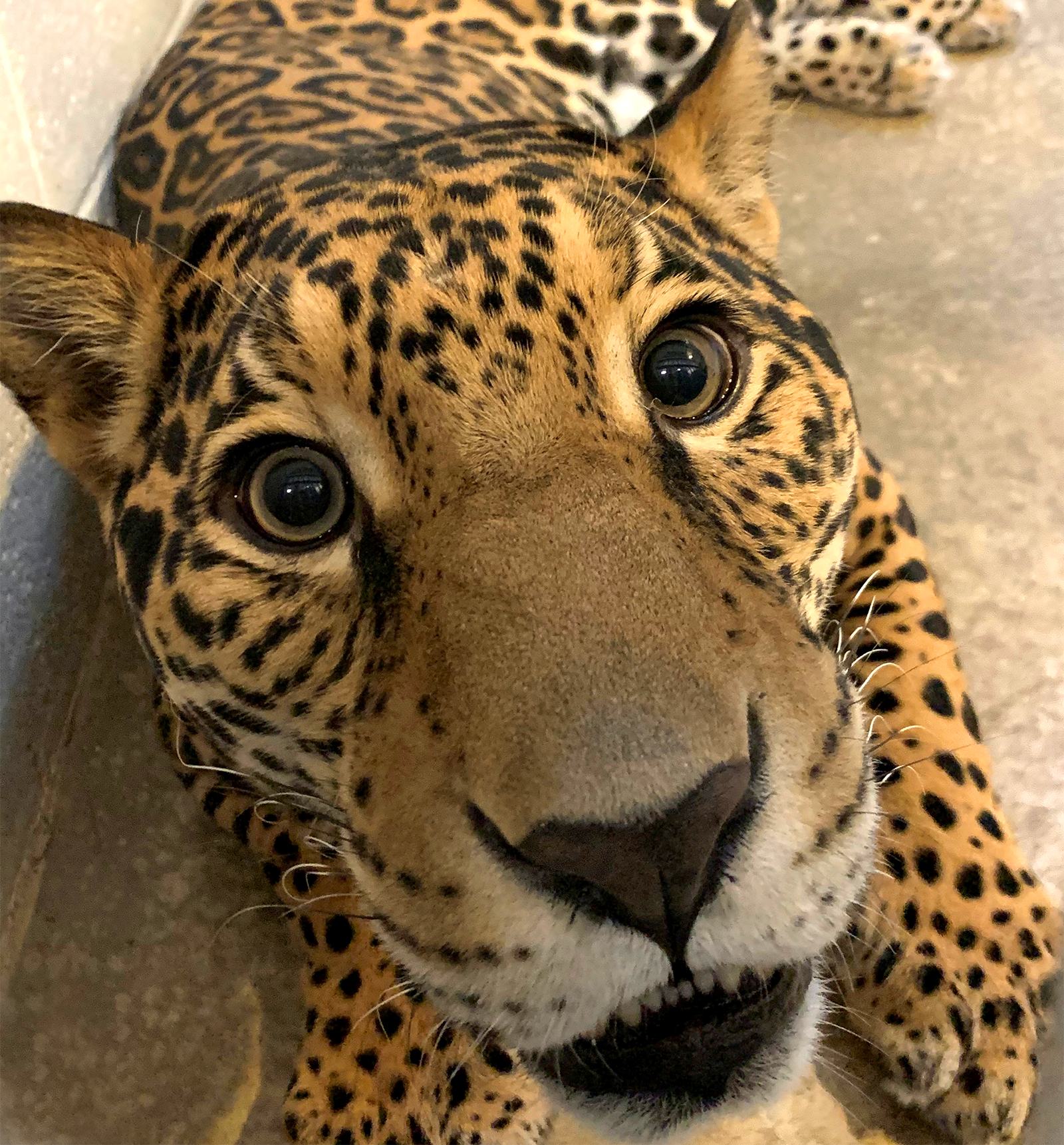 Jaguar