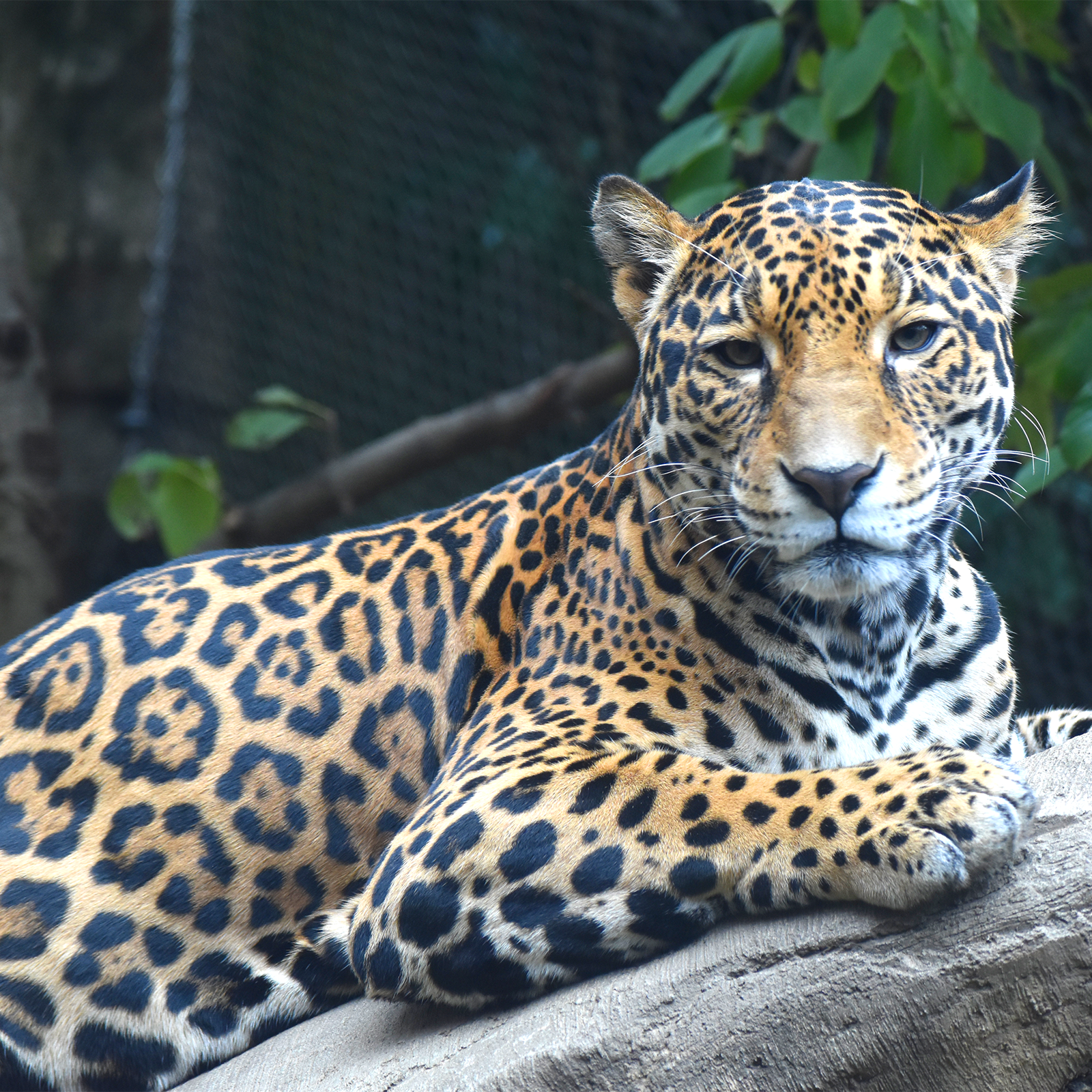 Jaguar | Akron Zoo
