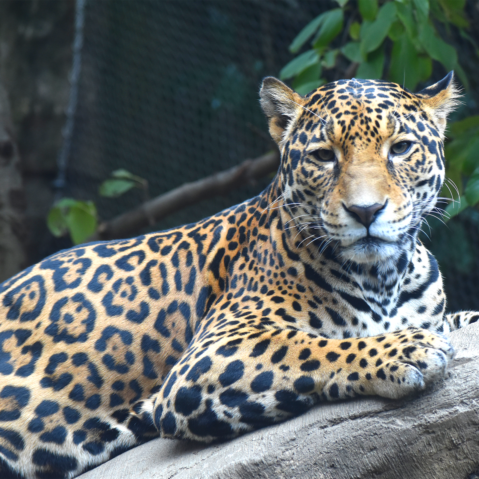 Jaguar  Akron Zoo