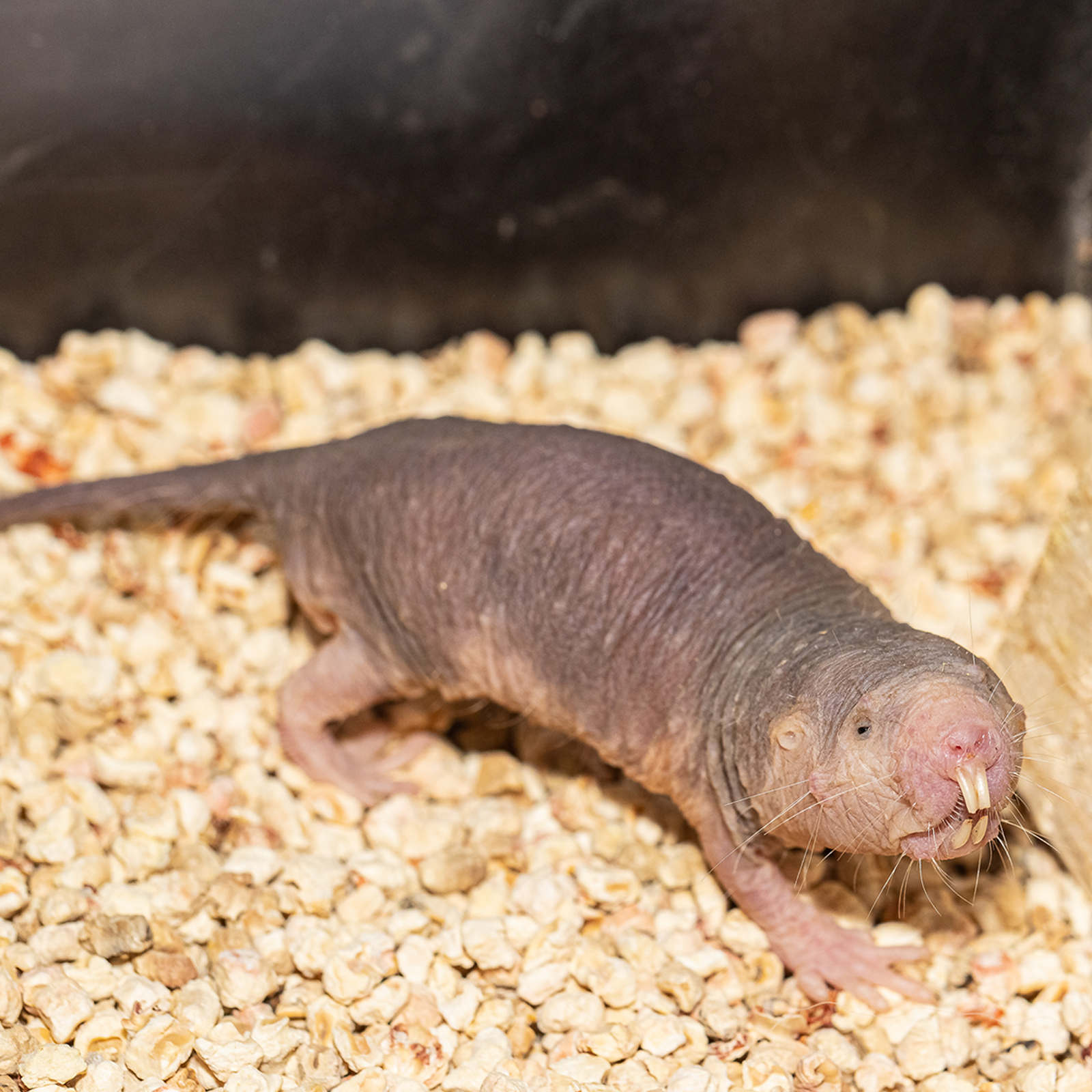 Naked Mole-Rat | Akron Zoo Naked Mole-Rat | Akron Zoo