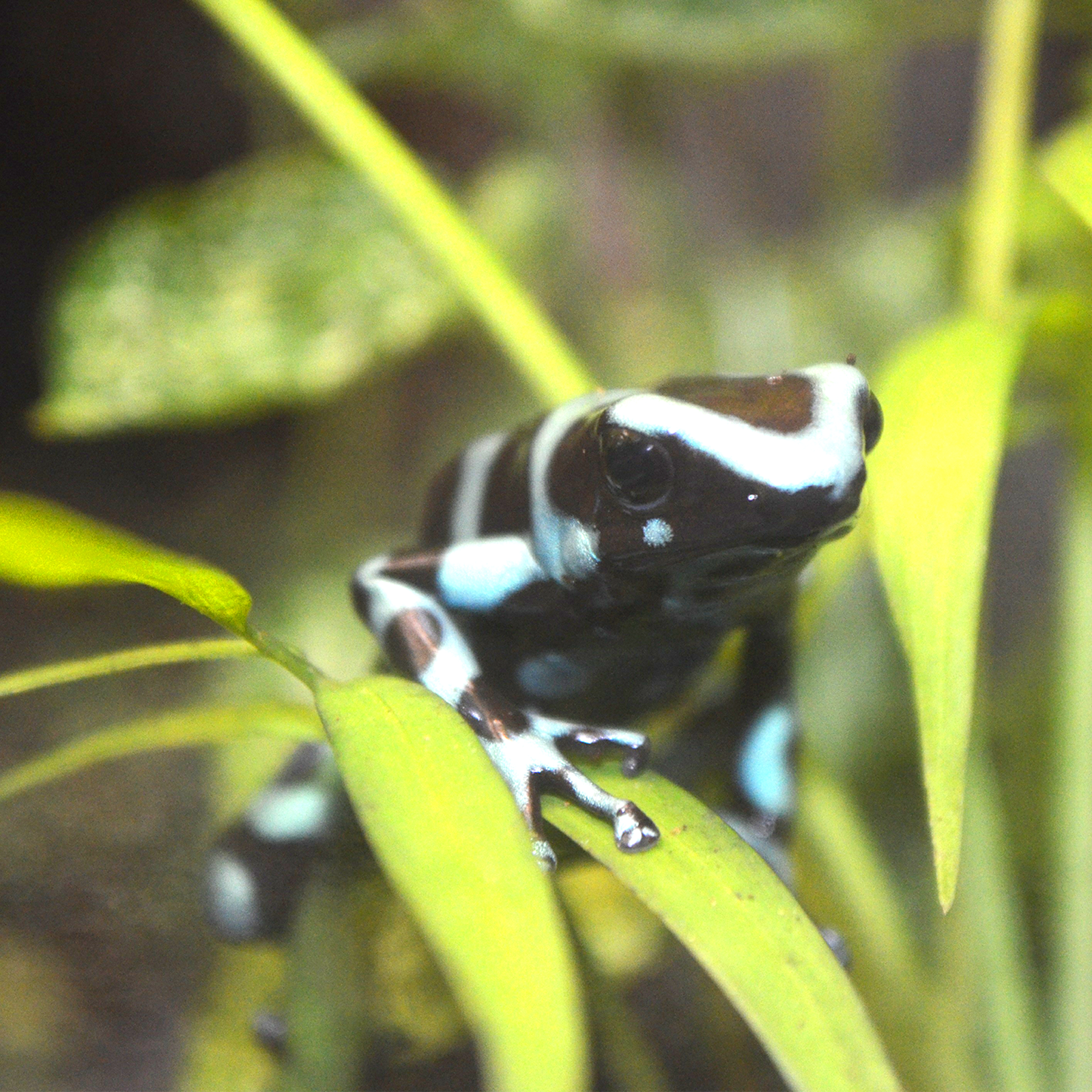 Poison Dart Frog | Akron Zoo