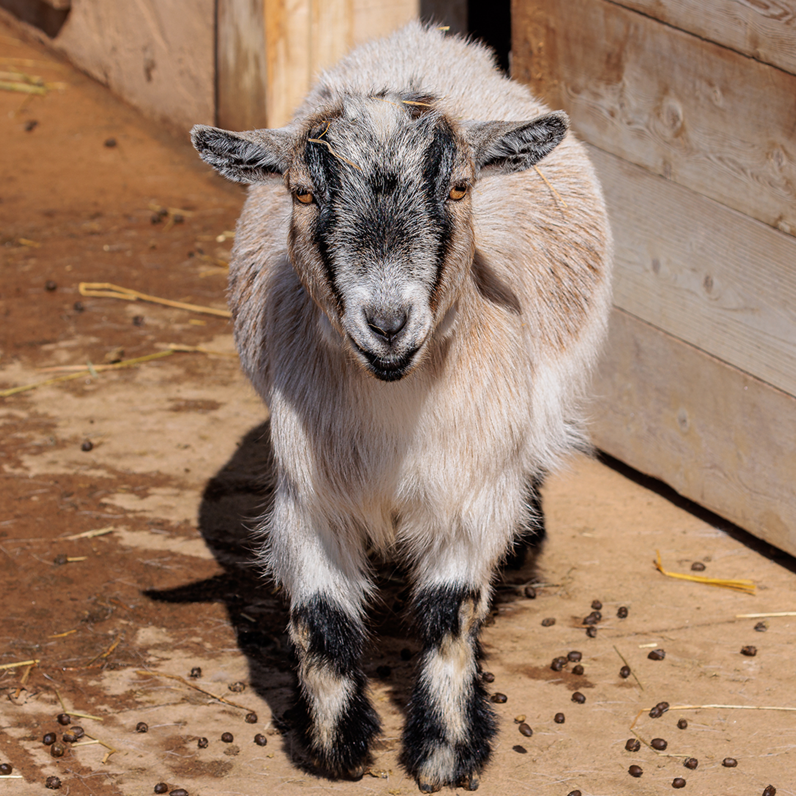 African Pygmy Goat | Akron Zoo African Pygmy Goat | Akron Zoo