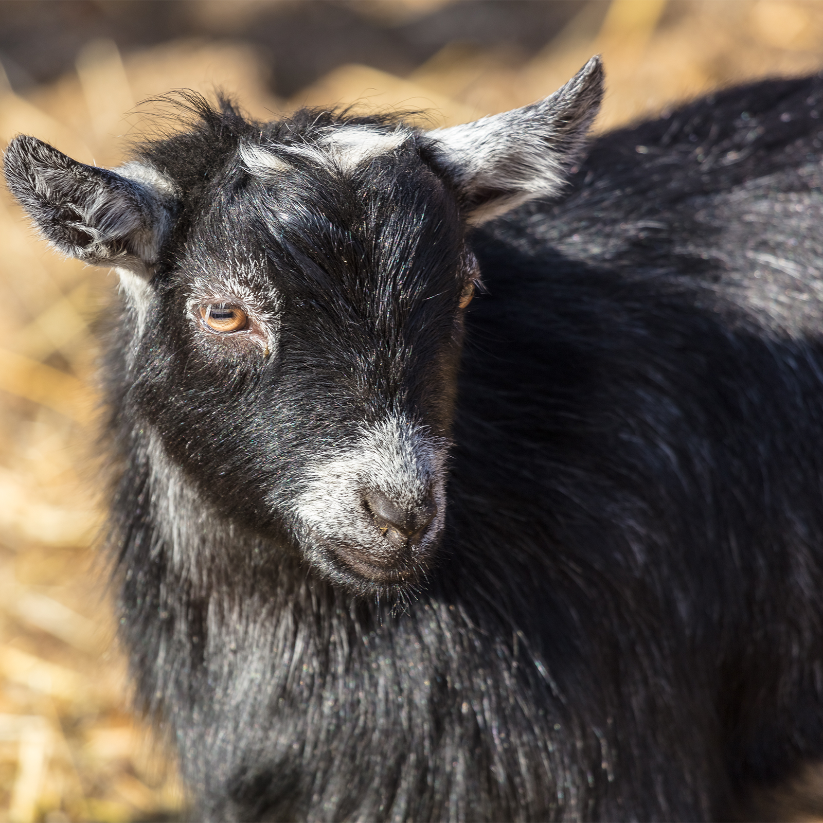 African Pygmy Goat | Akron Zoo