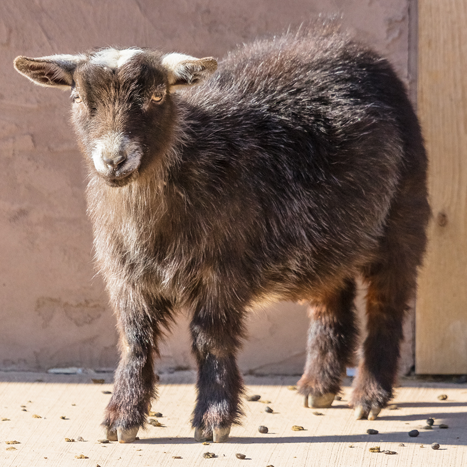Pygmy Goat - Description, Habitat, Image, Diet, and Interesting Facts