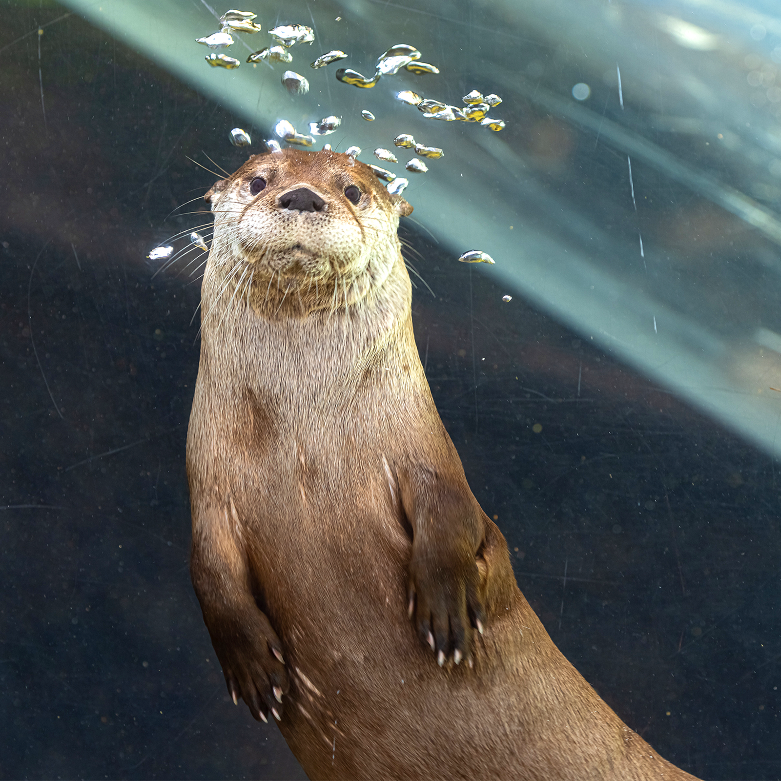 North American River Otter | Akron Zoo North American River Otter | Akron Zoo