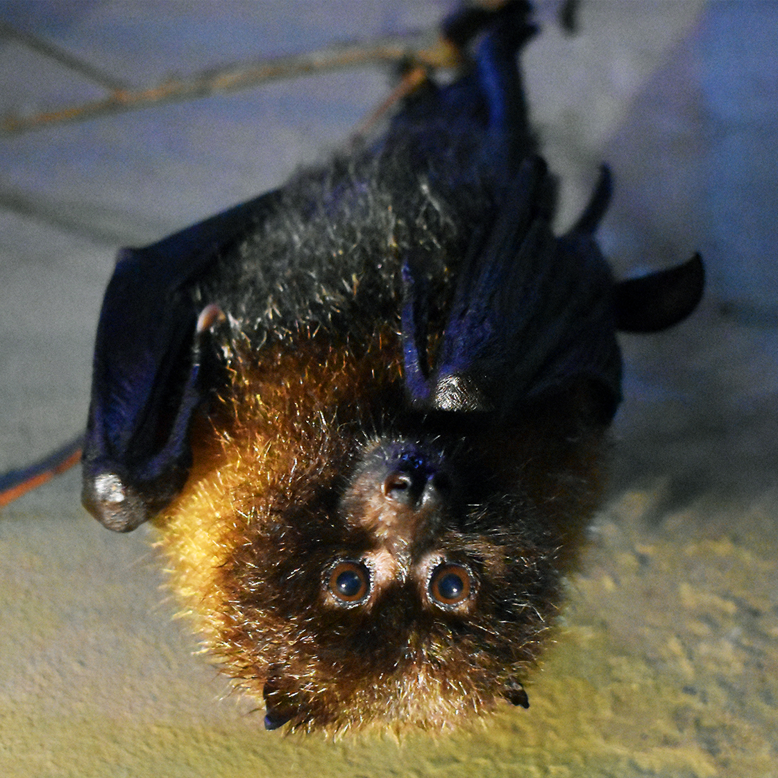 Rodrigues Fruit Bat | Akron Zoo