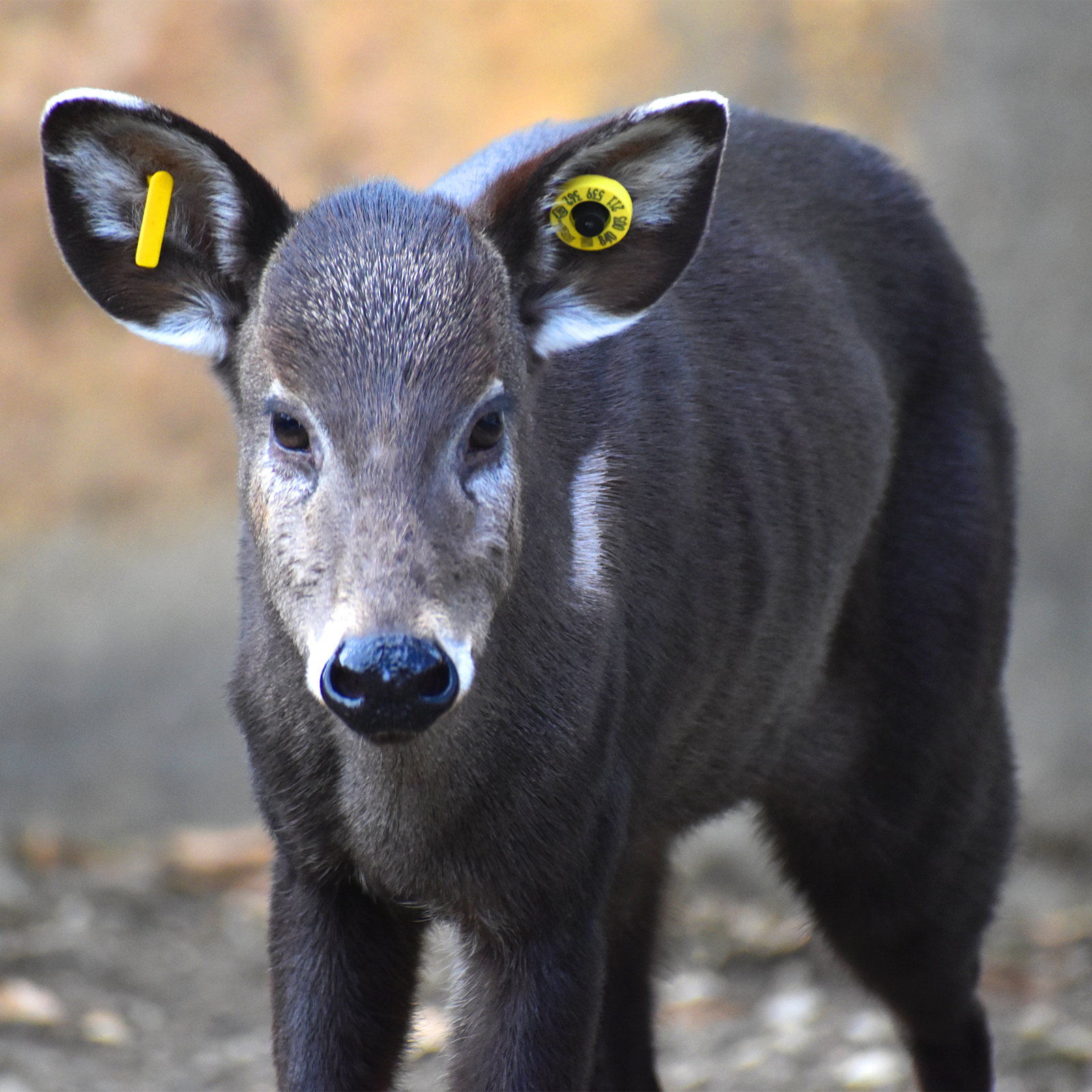 Tufted Deer | Akron Zoo