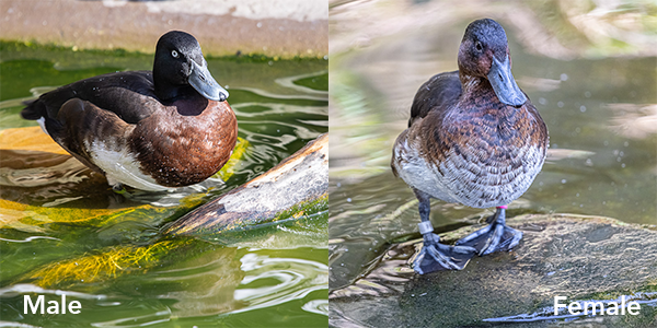 Mallard Ducks – Big Bear Zoo