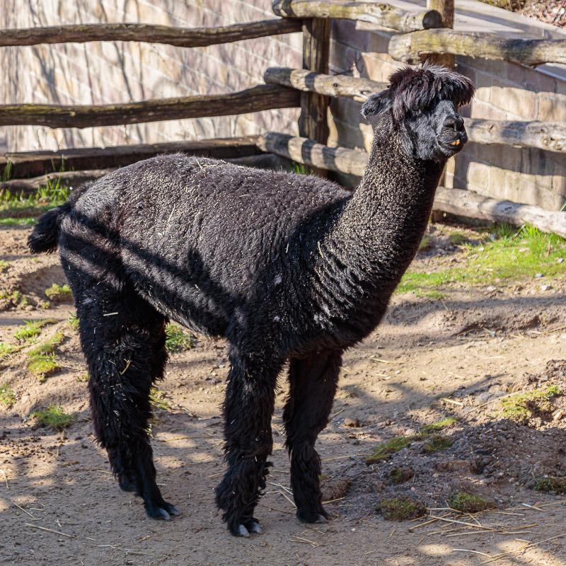 Alpaca  Akron Zoo