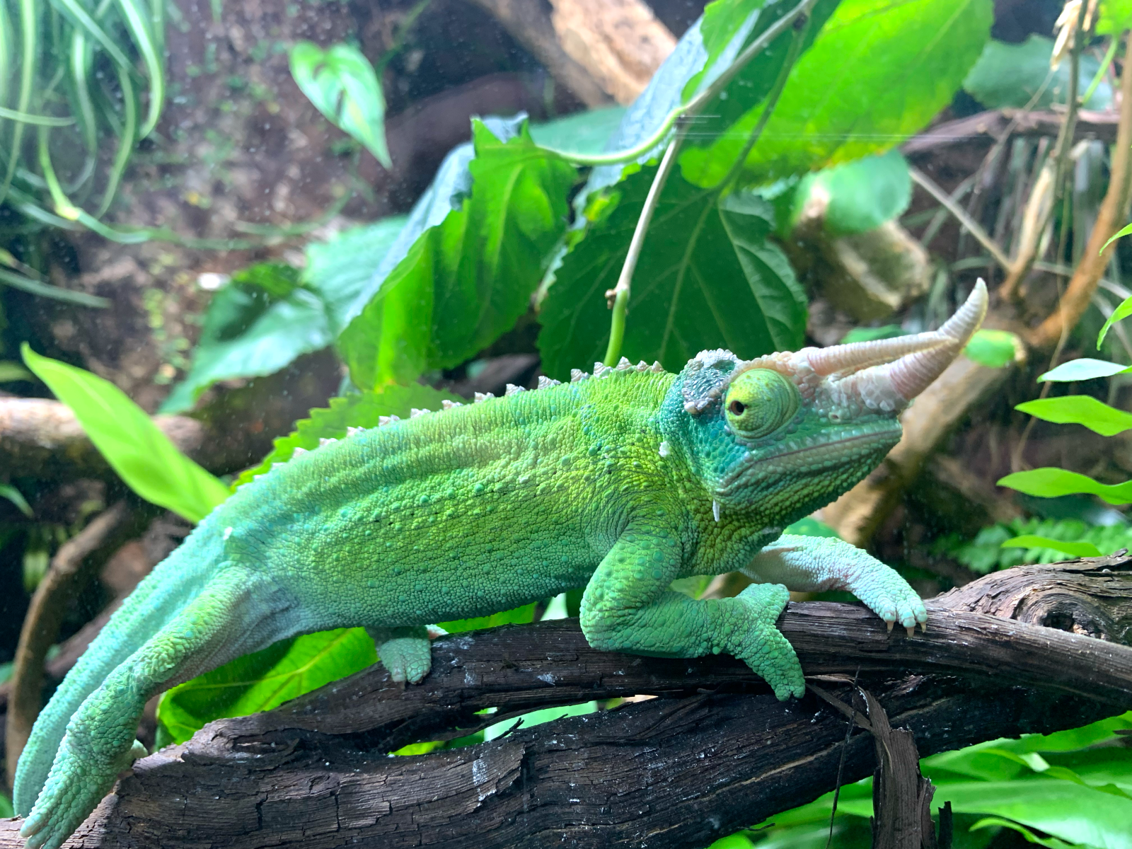 Jackson's Chameleon