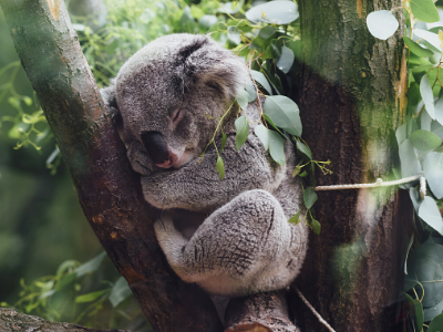 Koala-Tea Trivia for National Trivia Day | Akron Zoo